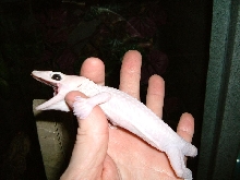 Leucistic Tokay