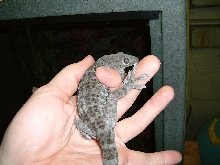 Melanistic Tokay