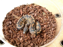 orange ball python 2