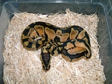 lemon pastel