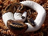 Pied male