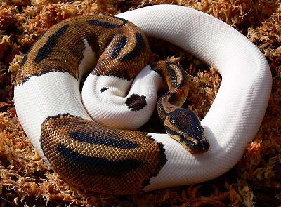 Pied male