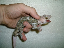 Calico tokay