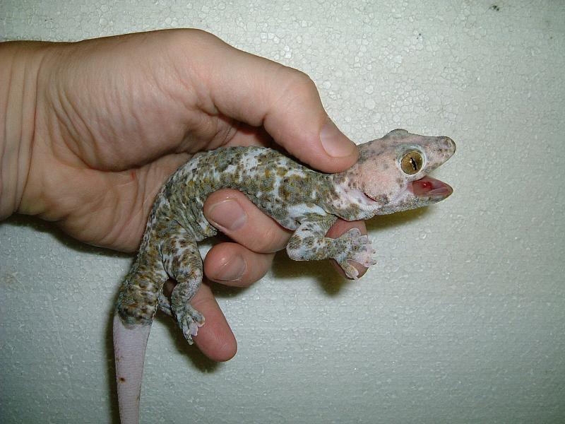 Calico tokay