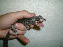 Calico tokay