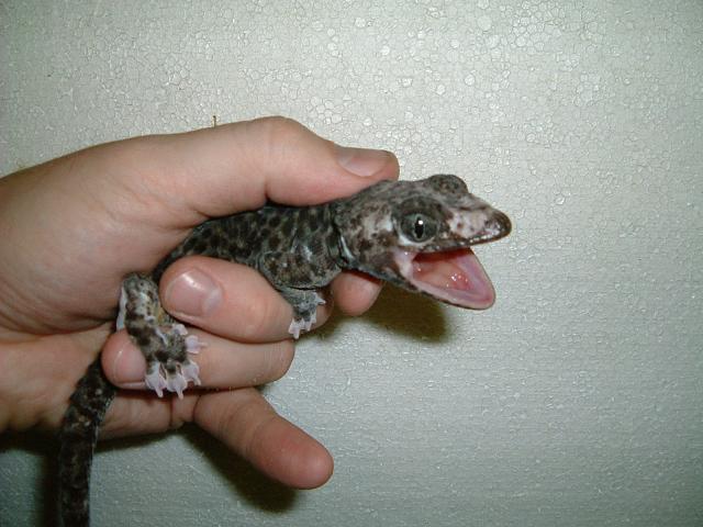 Calico tokay
