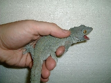Blue tokay