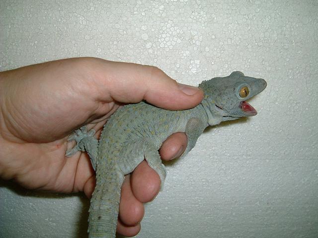 Blue tokay