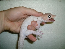 Peach head leucy tokay
