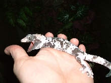 Calico tokay