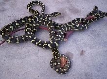 03 Jungles carpets