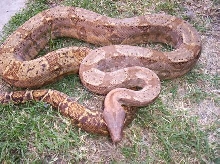 Here is a pic of my male Hog Island boa