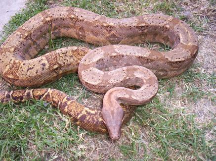 Here is a pic of my male Hog Island boa