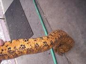 female hog island boa