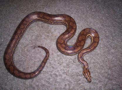 guyana rainbow boa