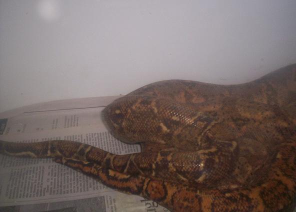 breeding Hog Island boas