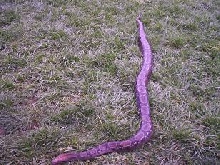 8 1/2 ft central american boa