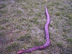 8 1/2 ft central american boa