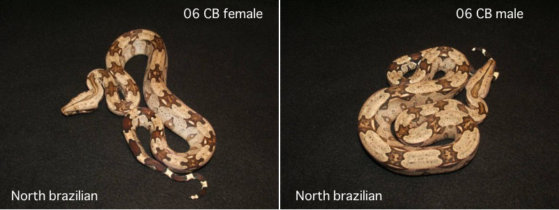 North brazilian boas I had ordered