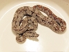 Sonora desert boa 09CB