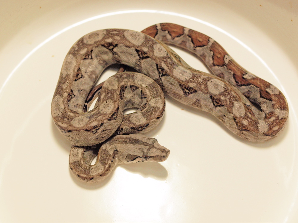 Sonora desert boa 09CB