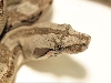 Sonora desert boa