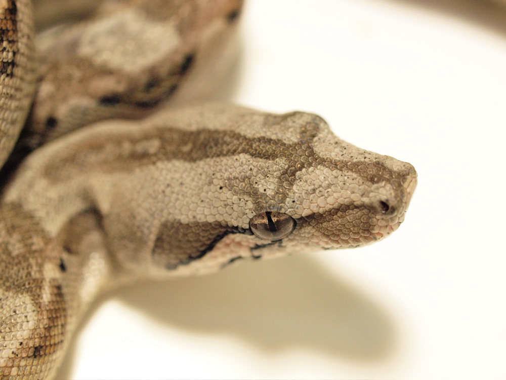 Sonora desert boa
