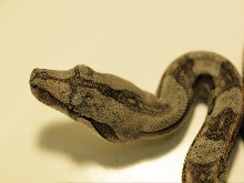 Sonora desert boa 09CB