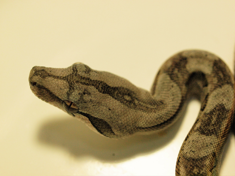 Sonora desert boa 09CB