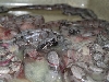A litter of BCA