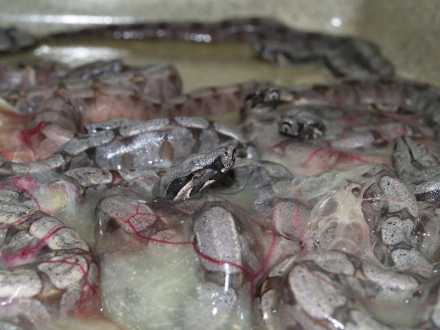A litter of BCA