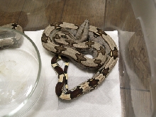 BCC male