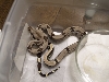 BCC female