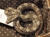 female3