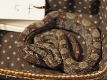 female5