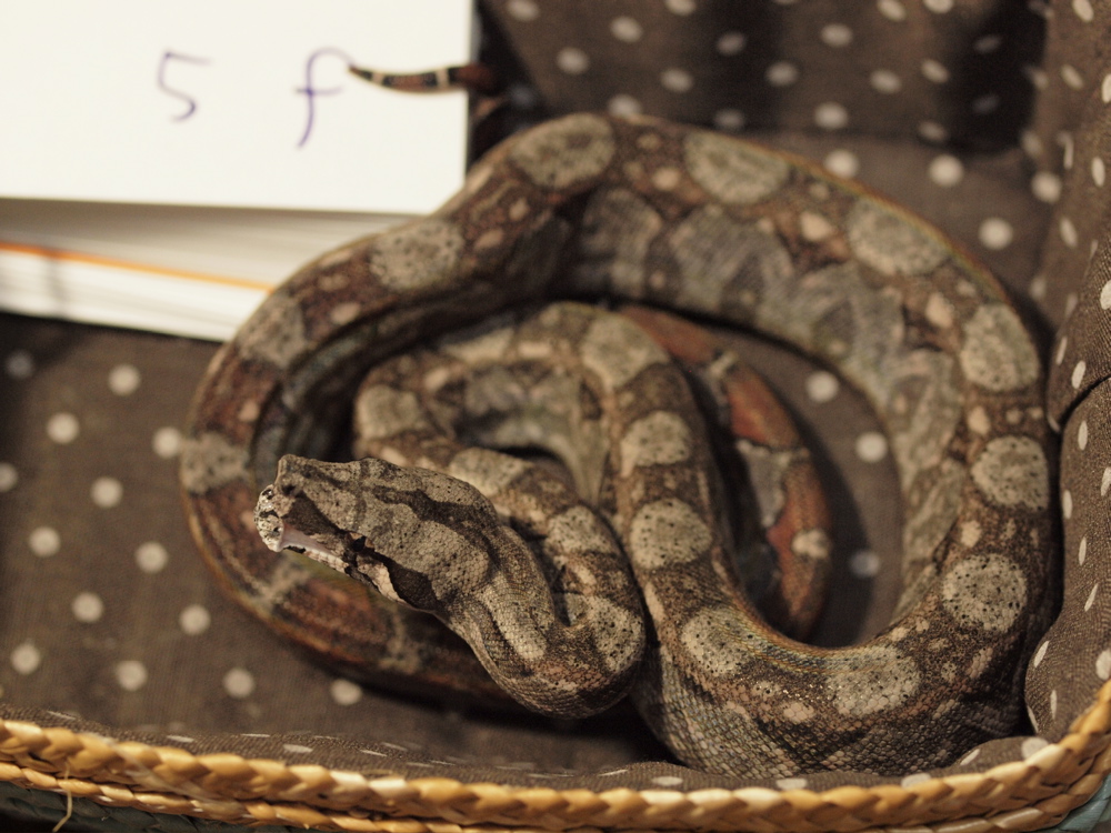 female5