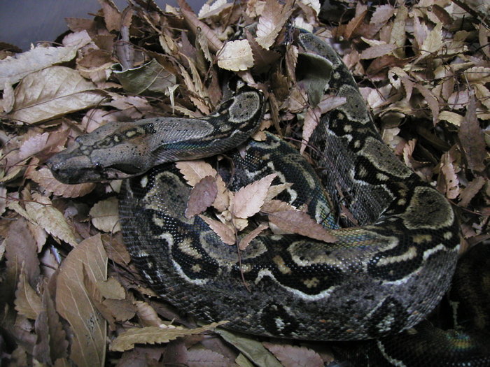 father sonoran