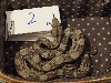 male2