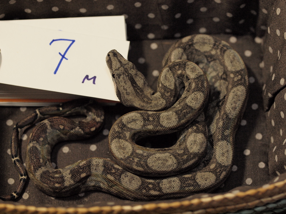 male7