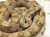 Sonora desert boa male1