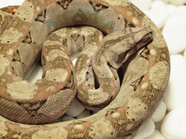 Sonora desert boa male1