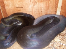 Apodora