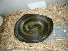 apodora beehive