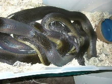 apodora copulation