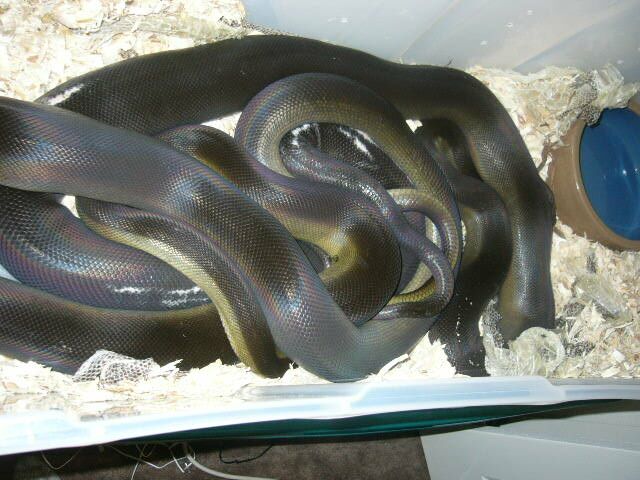 apodora copulation