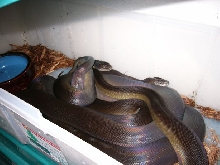 apodora copulation