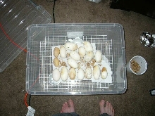 Apodora eggs