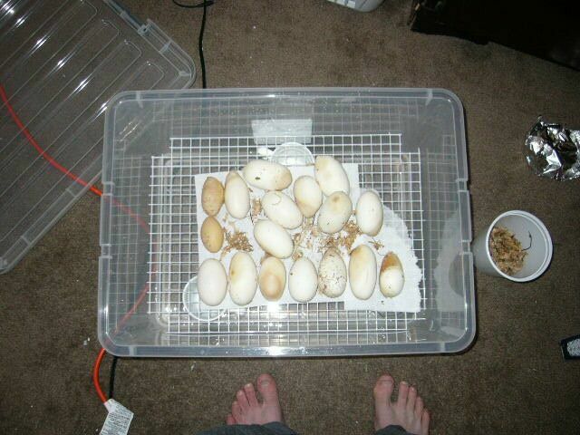 Apodora eggs