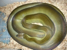 Apodora Papuana