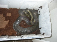 apodora ovulation